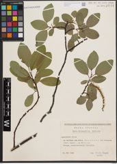 Foto von Salix crataegifolia Bertol.
